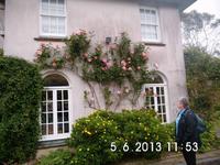 50 Jahre alter Rosenstock