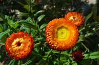 171 National Botanic Garden of Wales