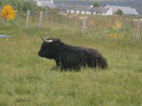 Highland Cows
