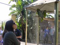 Dialog mit den Papageien