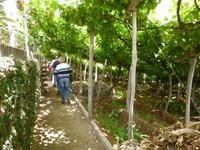 Im Weingut