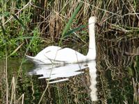 Schwan