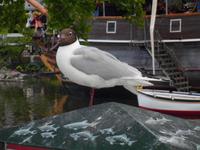 Im Tivoli
