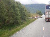 Ausgebremst - Schafe haben Vorfahrt