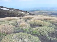 Eigenartige Vegetation