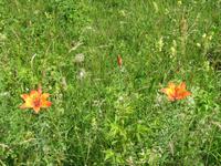 Wiese
