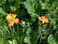Frühlingserwachen im 7 Seen Rila Nationalpark