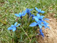 Frühlingserwachen am Vihren