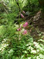 Blütenpracht im Naturpark Rila Kloster
