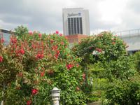 Rosengarten -Ansicht unser Hotel