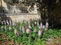 Besuch der Upper Barrakka 