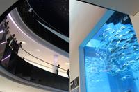 IMG_3330_Aquarium in der Dubai Mall
