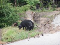 Schweine auf Korsika