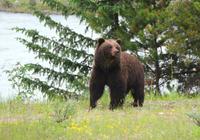 Grizzly-Bär bei Jasper