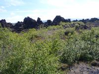 Lava-Irrgarten von Dimmuborgir