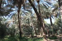 IMG_3628_Al Ain Oase