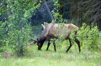 Wapiti-Hirsch bei Jasper