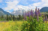 Mount Robson - höchster Berg der kanadischen Rocky Mountains