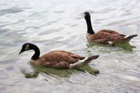 Kanadagänse an der Jasper Park Lodge