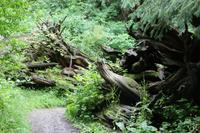 Spaziergang im Stanleypark Vancouver