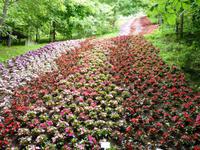 Blütenkaskade, Schloss Trauttmansdorff, Meran, 25.06.2013