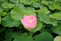 Villa Taranto -Lotus