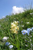 Monte Baldo - Orchidee