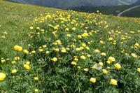 Monte Baldo - Trollblumen