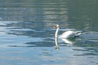 Garlatesee