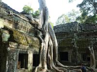 Angkor Thom - Ta Prohm Tempel