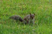 Bellagio Villa Melzi - Grauhörnchen
