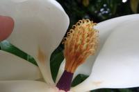 Bellagio Villa Melzi - Magnolie