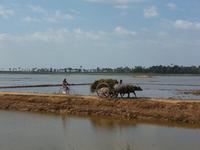 Bauern bei der Ernte