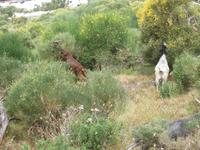 Wilde Ziegen am Fuße des Vulcano