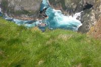 ... sie fliegen nicht allzugut ... 