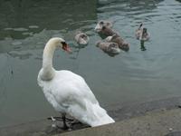 Lindauer Schwanenfamilie