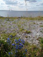 Blauer Natternkopf am Öresund
