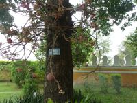 Phnom Penh, Königspalast - Kanonenkugelbaum