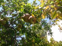 Granatapfel