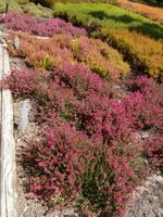 Schneverdingen Heidegarten