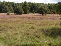 Kutschfahrt in der Lüneburger Heide