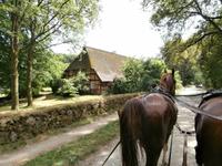 Kutschfahrt in der Lüneburger Heide