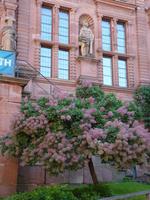 Sandstein am Ottheinrichsbau