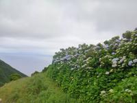 Hortensien