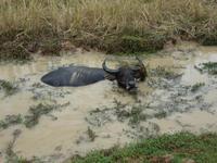 Wasserbüffel auf Beobachtungsposten