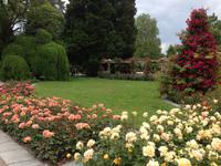Rosengarten auf der Insel Mainau10
