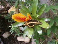 Im Schmetterlingshaus