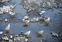 Möven am Strand von Ribeira Brava