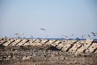 Möven am Strand von Ribeira Brava