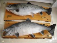 Zwischenstopp an Schwedens berühmten Lachsfluß